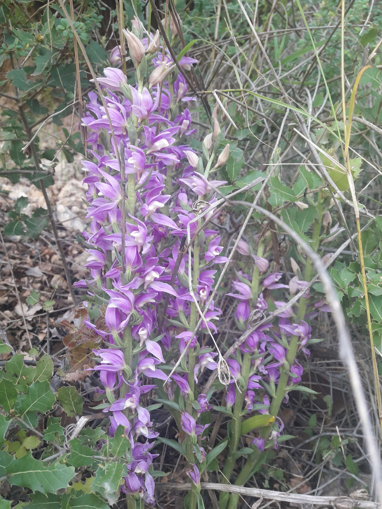 Image of Cephalanthera kurdica Bornm. ex Kraenzl.