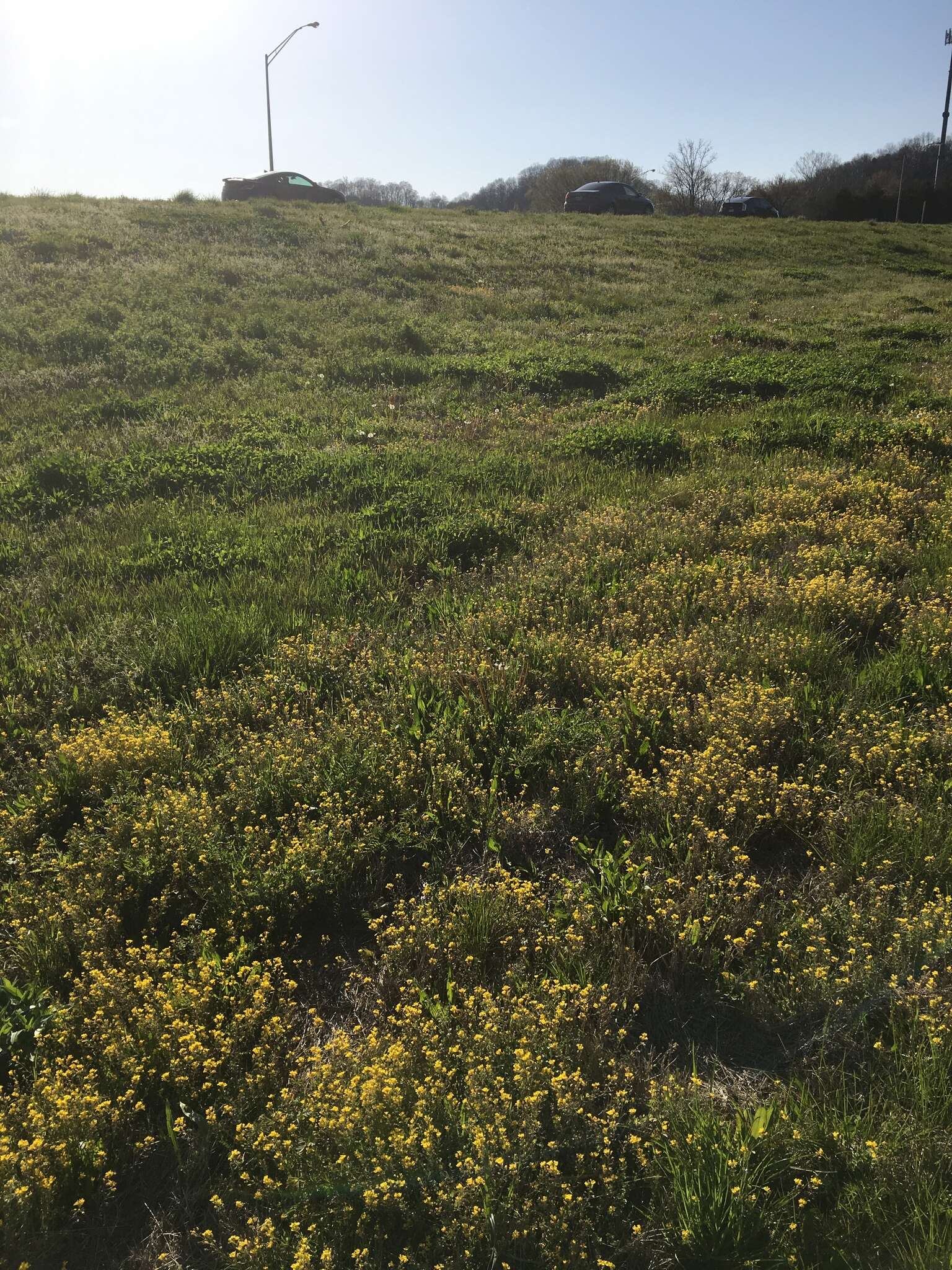 Image of Lescur's bladderpod