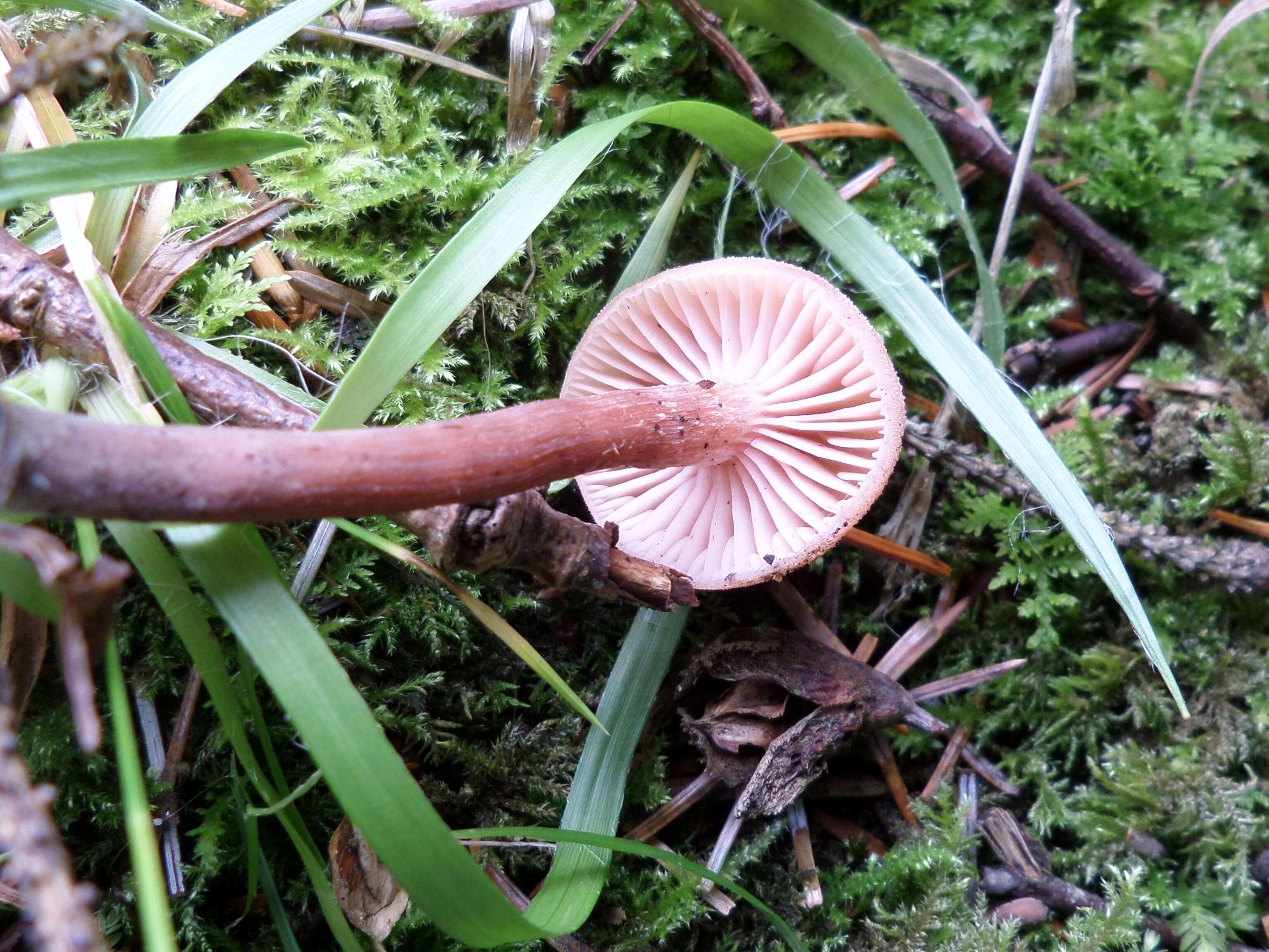 Image of Laccaria laccata (Scop.) Cooke 1884