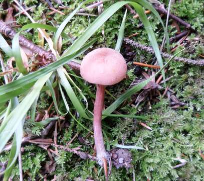 Image of Laccaria laccata (Scop.) Cooke 1884