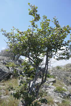 Image of Perrierodendron