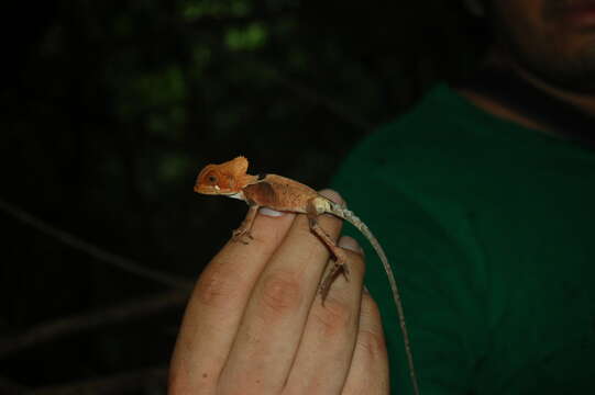 Image of Hernandez's helmeted iguana