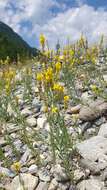 Image of Italian toadflax