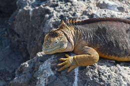 Image of Galapagos Land Iguana