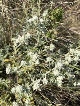 Sivun Teucrium polium L. kuva