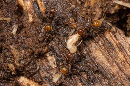 Image of <i>Pheidole xanthogaster</i>