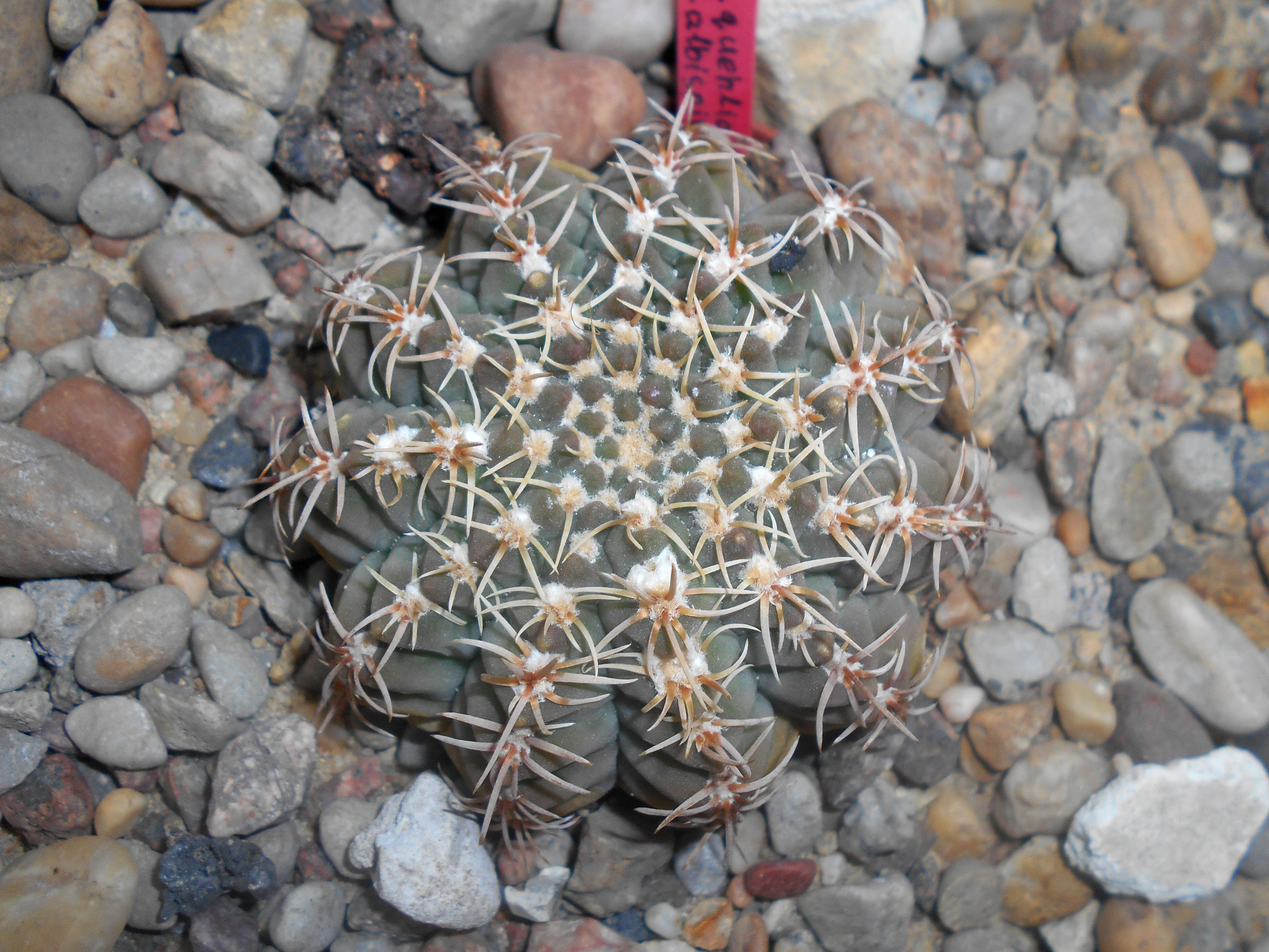 Image of <i>Gymnocalycium quehlianum</i>