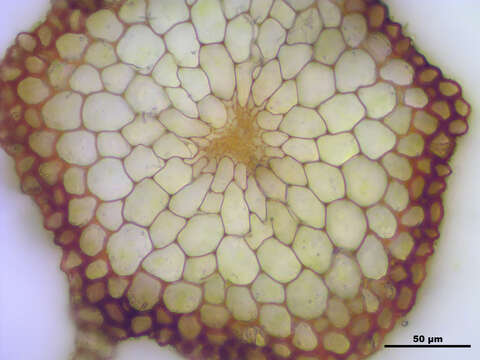 Image of stellar calcareous moss