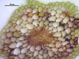 Image of stellar calcareous moss