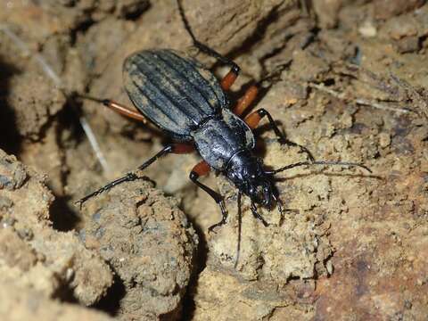 Carabus (Ctenocarabus) galicianus Gory 1839 resmi