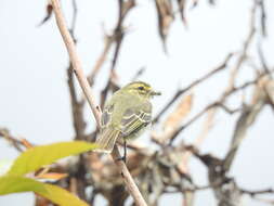 Image of Golden-faced Tyrannulet