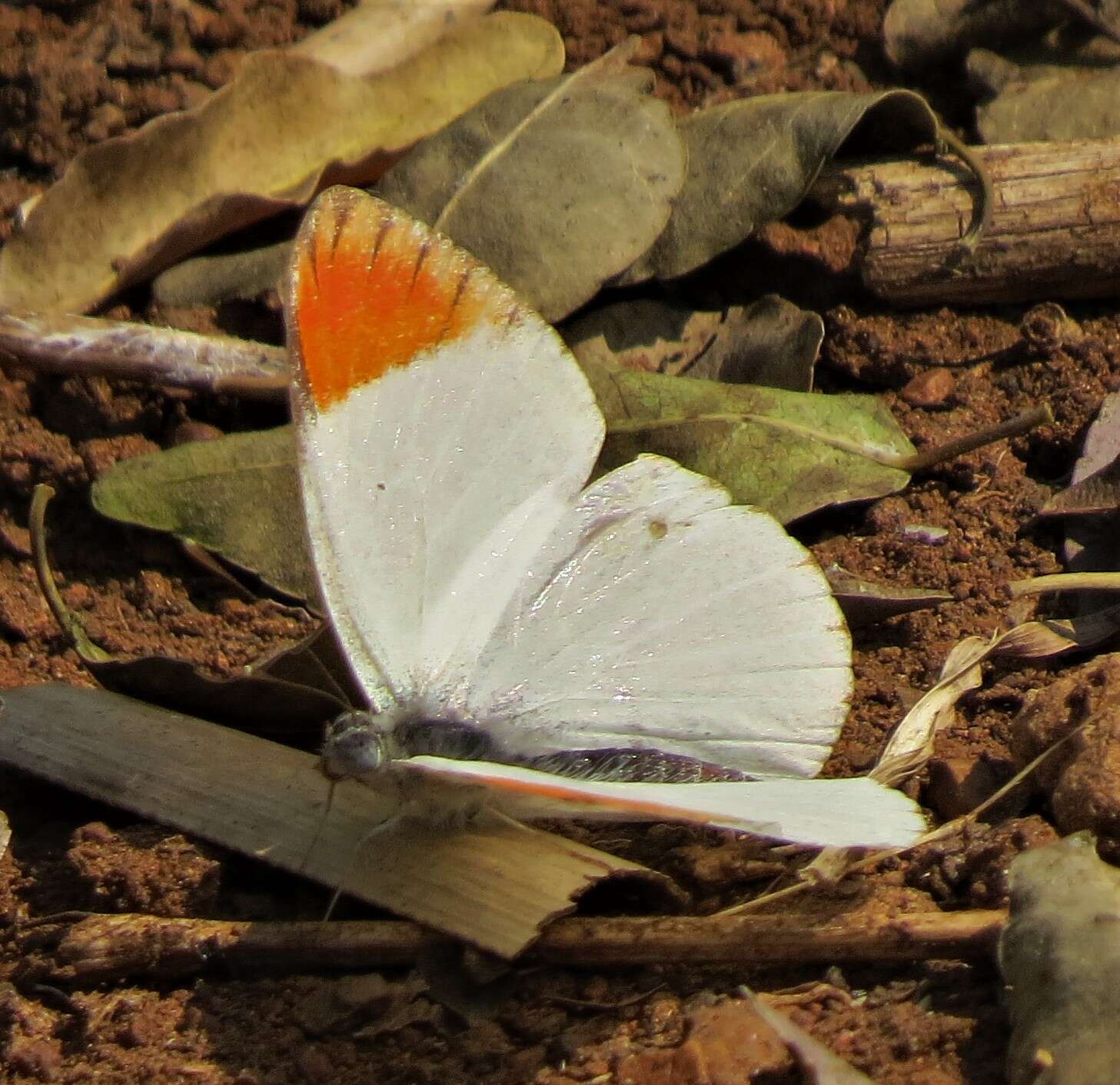 Image de Colotis antevippe (Boisduval 1836)