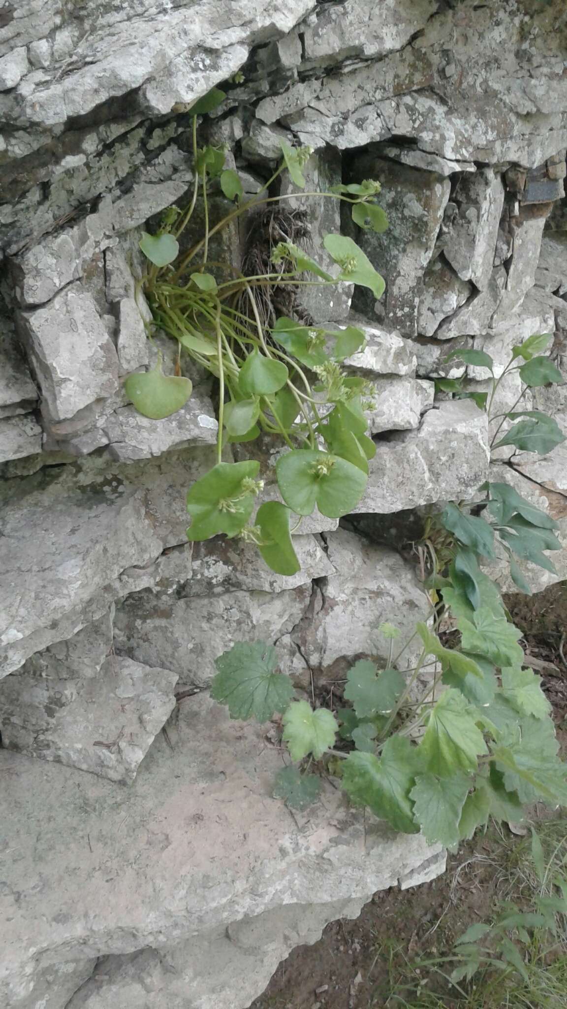 Image of miner's lettuce