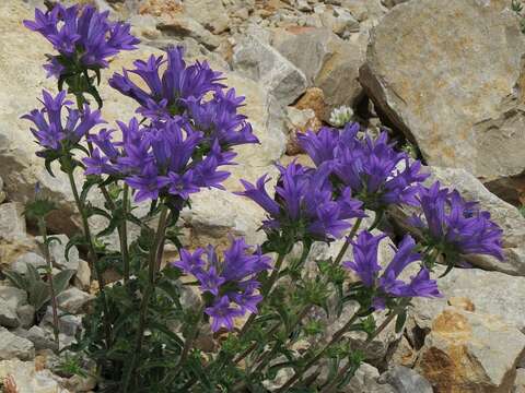 Campanula lingulata Waldst. & Kit. resmi