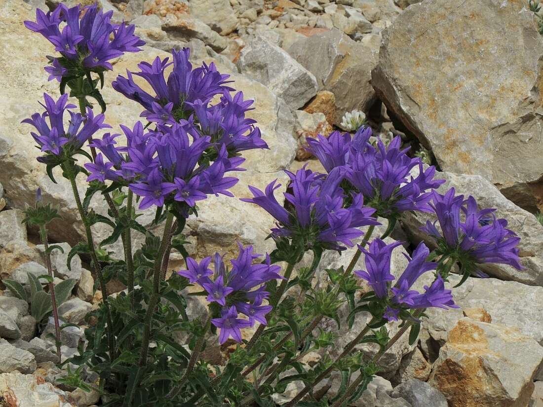 Imagem de Campanula lingulata Waldst. & Kit.