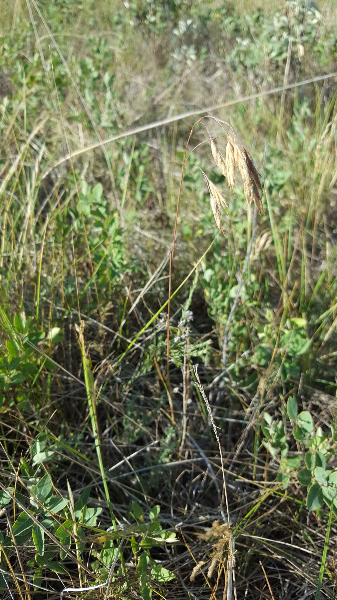 Plancia ëd Bromus porteri (Coult.) Nash