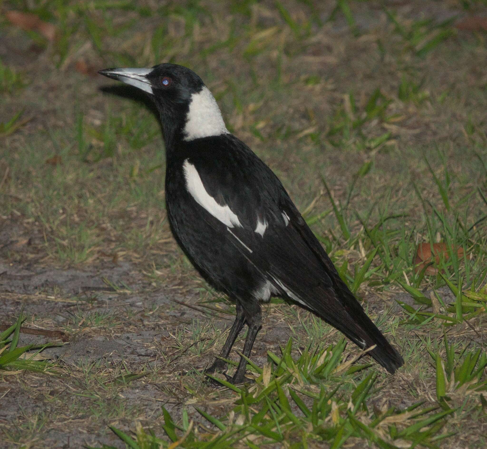 Imagem de Gymnorhina tibicen terraereginae (Mathews 1912)