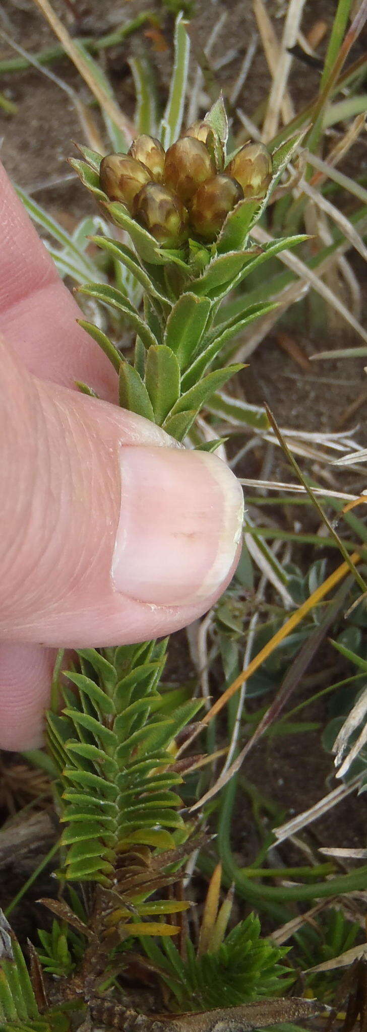 Image of Oedera steyniae (L. Bolus) A. A. Anderberg & K. Bremer