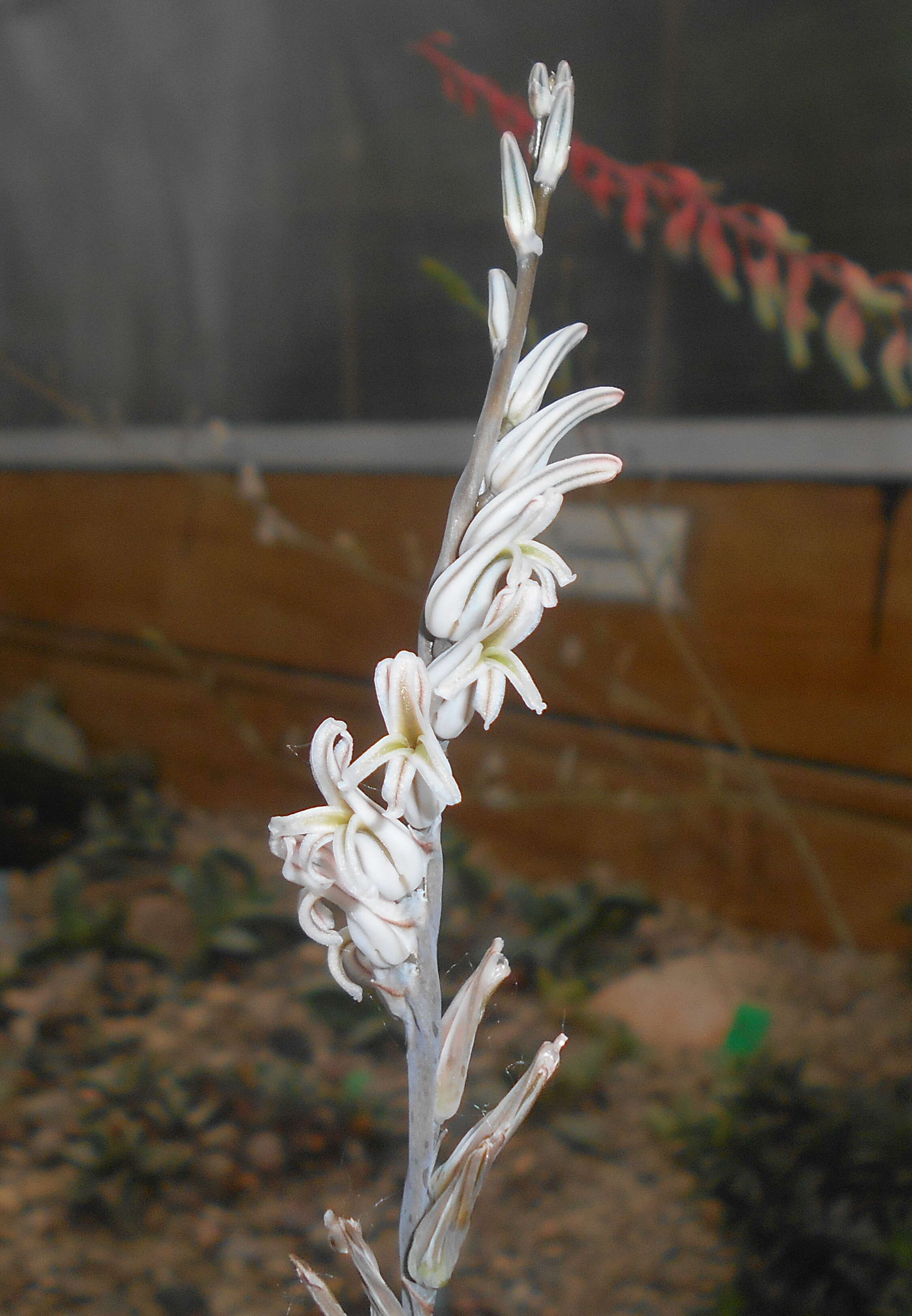 Image of Haworthia truncata Schönland