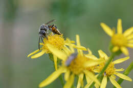 Image of Lasioglossum calceatum (Scopoli 1763)