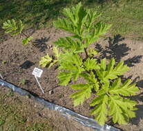 Imagem de Heracleum sosnowskyi Manden.