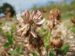 Image of white clover