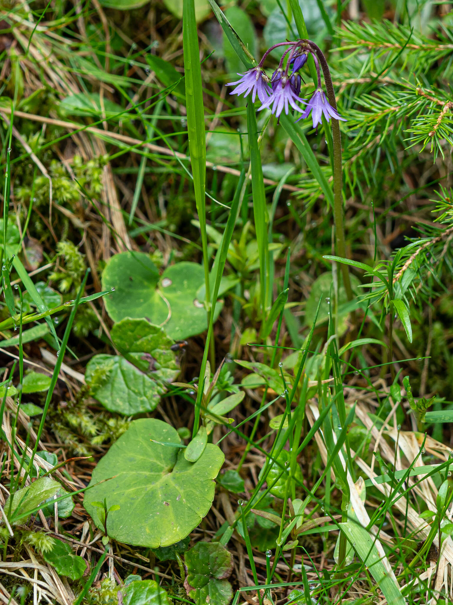 Image of <i>Soldanella major</i>