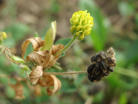 Image of black medick