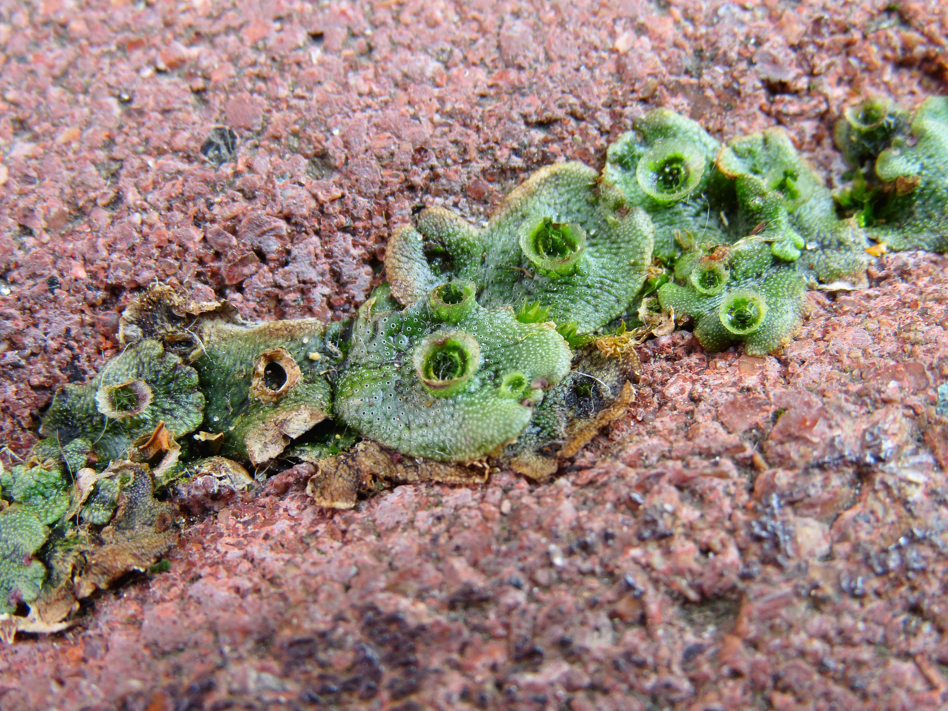 Image of common liverwort