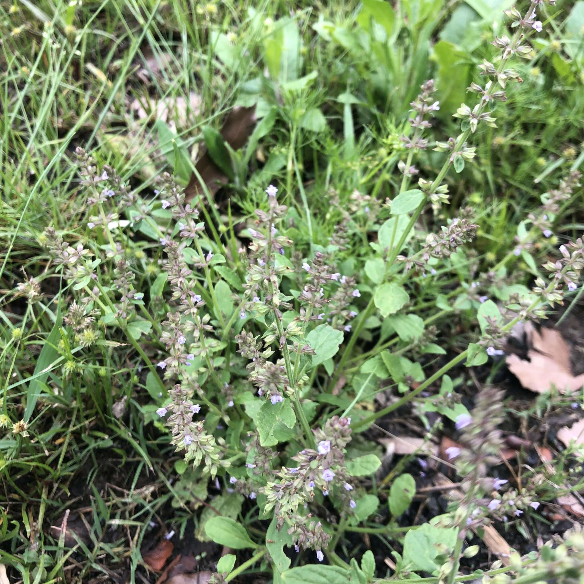 Image of Salvia plebeia R. Br.