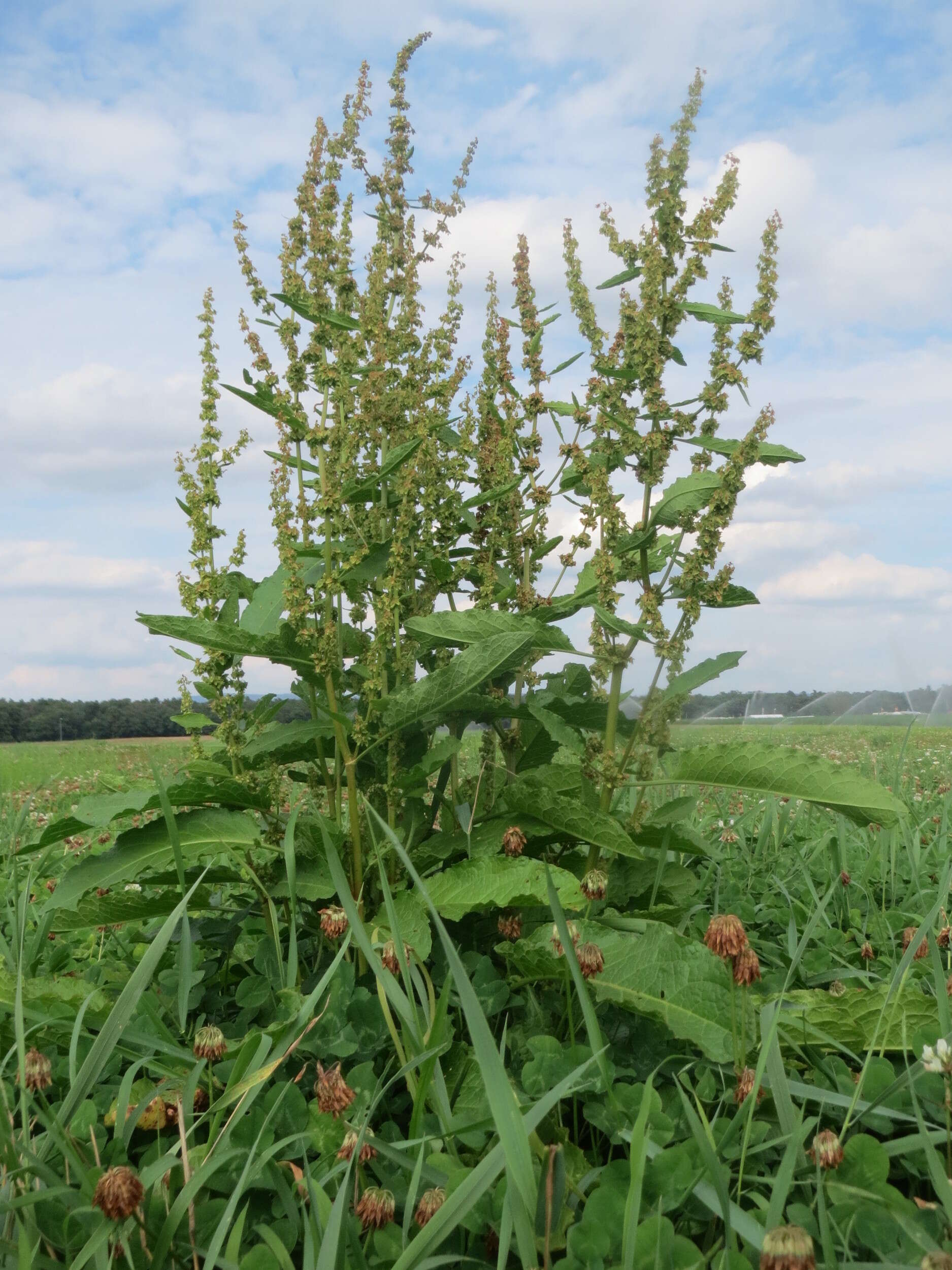 Imagem de Rumex obtusifolius L.