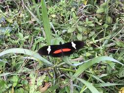 Image of Heliconius clysonymus Latreille 1817