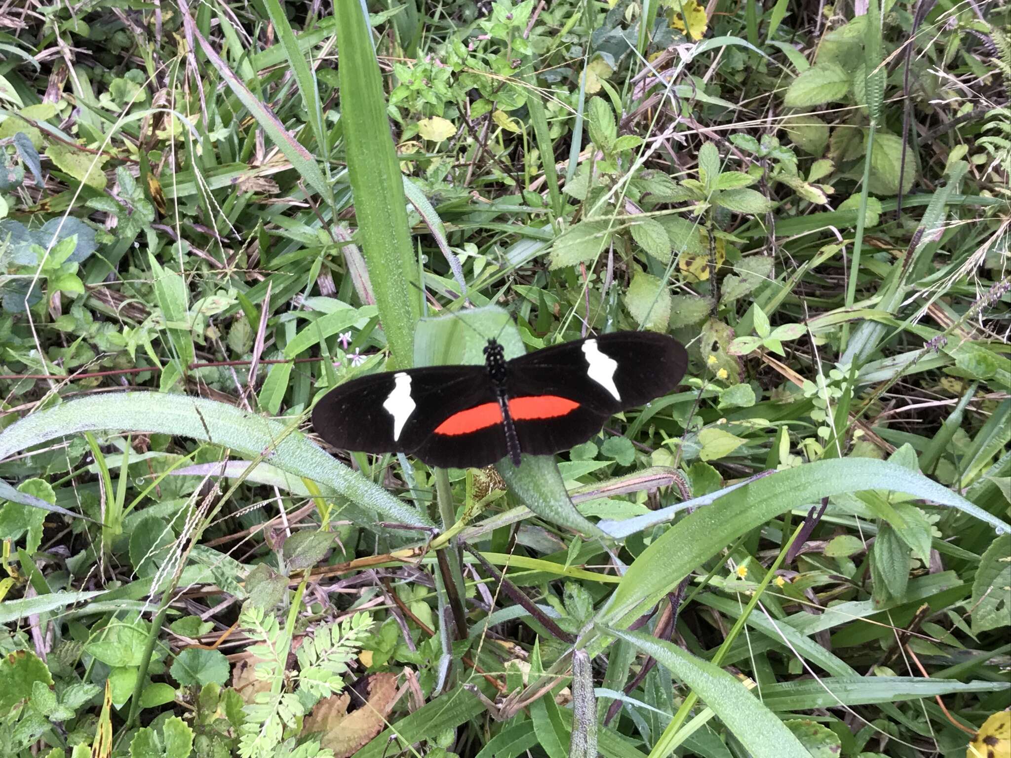 Image of Heliconius clysonymus Latreille 1817