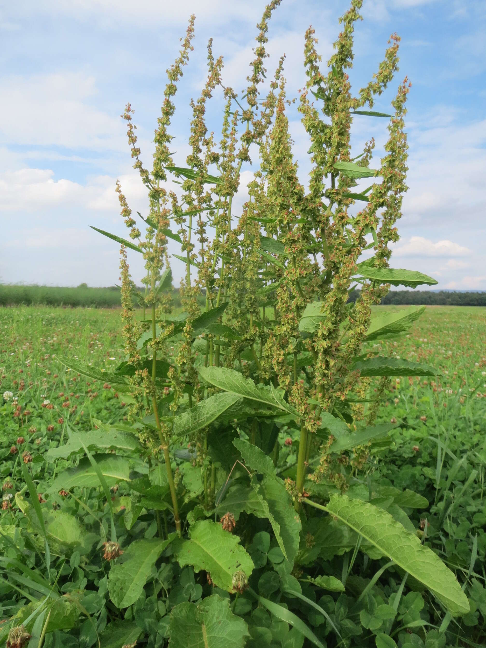 Imagem de Rumex obtusifolius L.