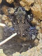 Image of Seychelles Frog