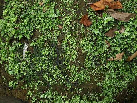 Image of Trigonospora tenera (Roxb.) Mazumdar