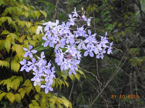 Image of blue orchid