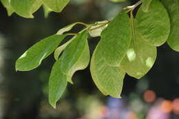 Image of guava