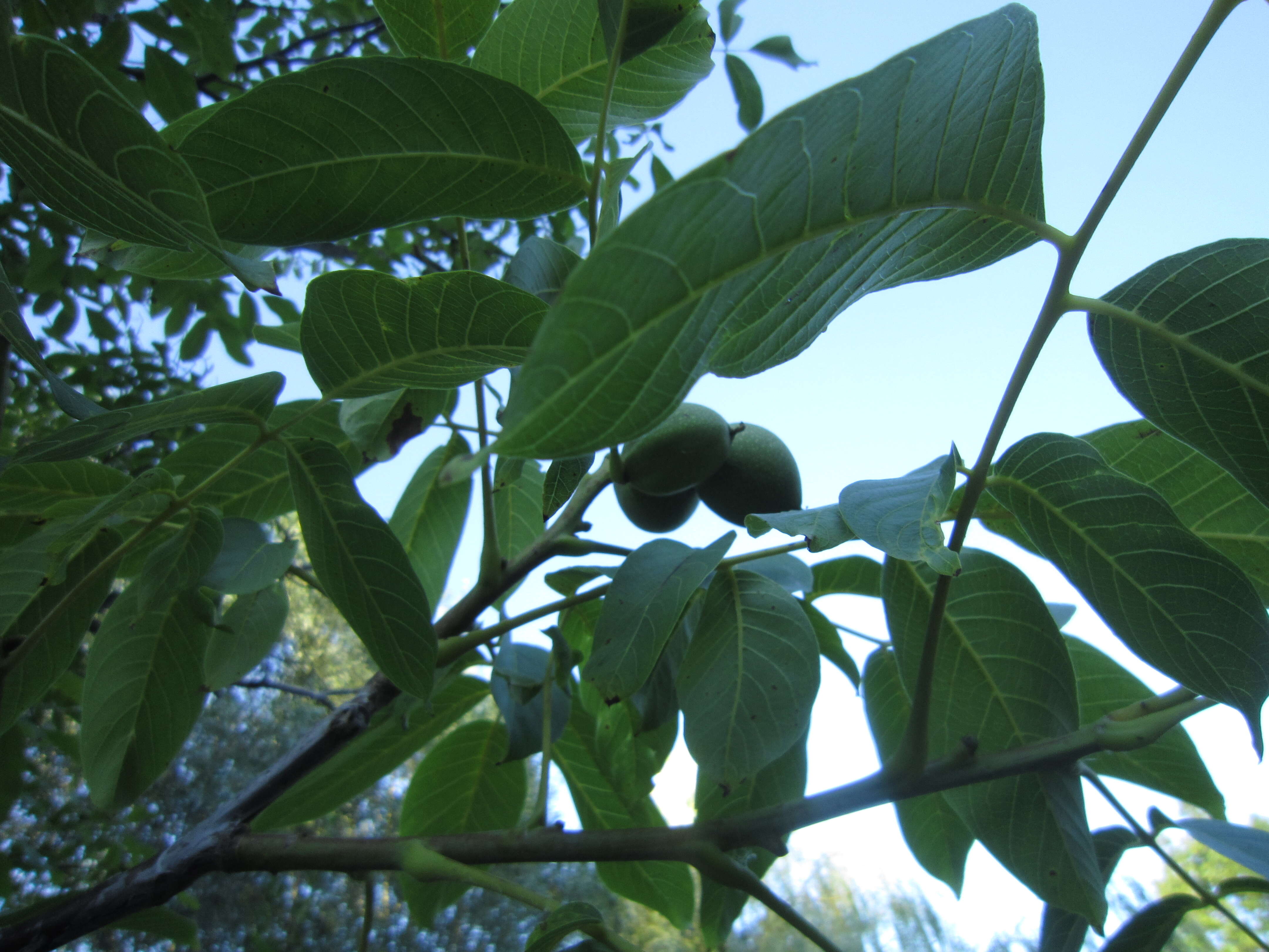 Image of Common walnut