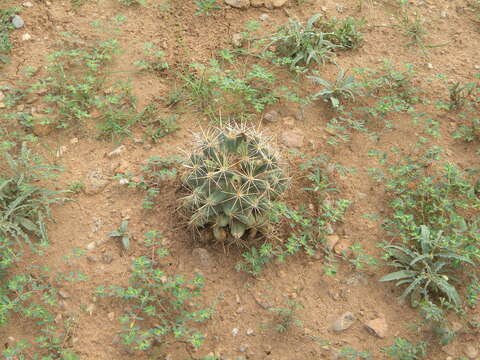 Image of Pima Pineapple Cactus