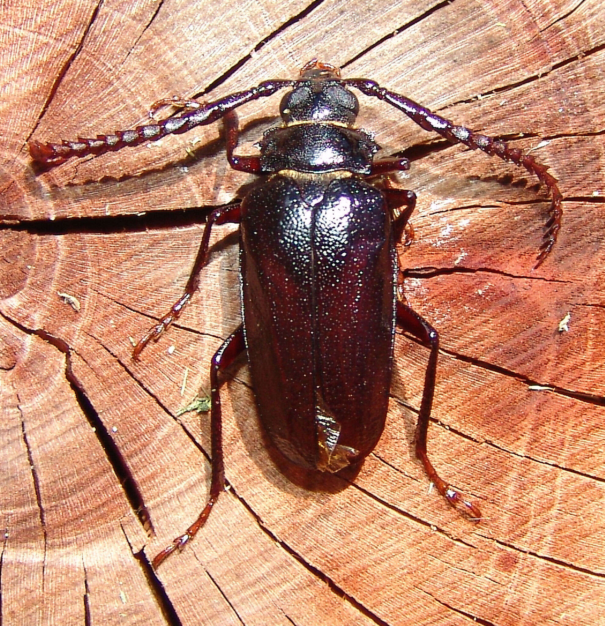 Image of Tile-horned Prionus