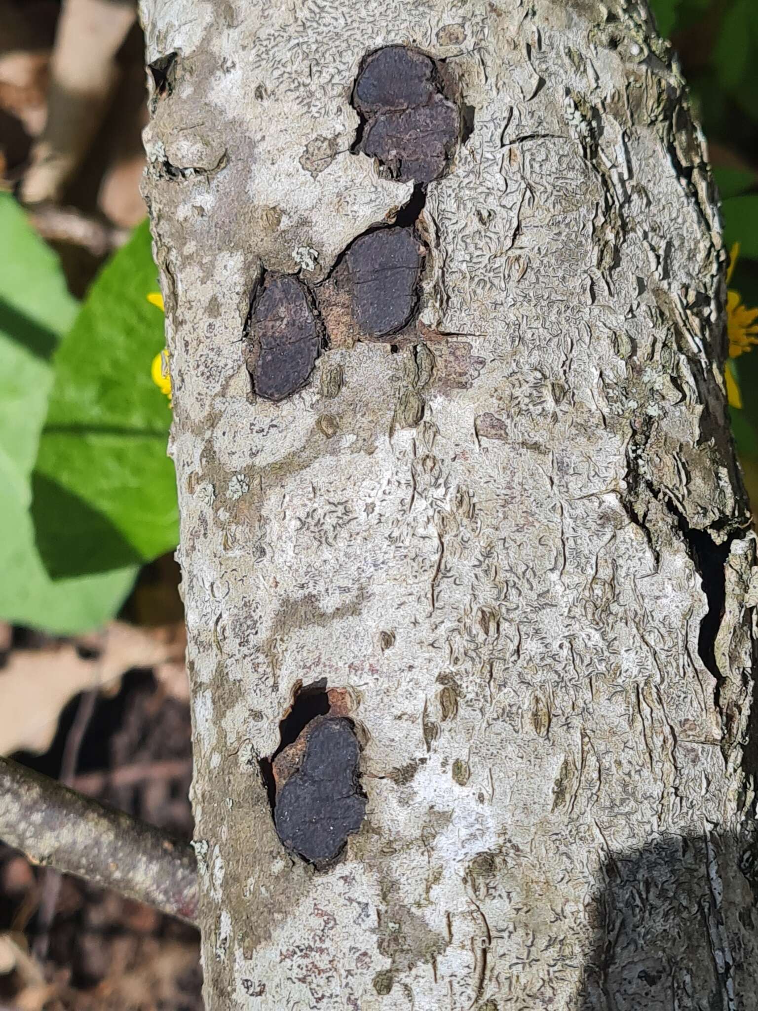 Image de Biscogniauxia cinereolilacina (J. H. Mill.) Pouzar 1979