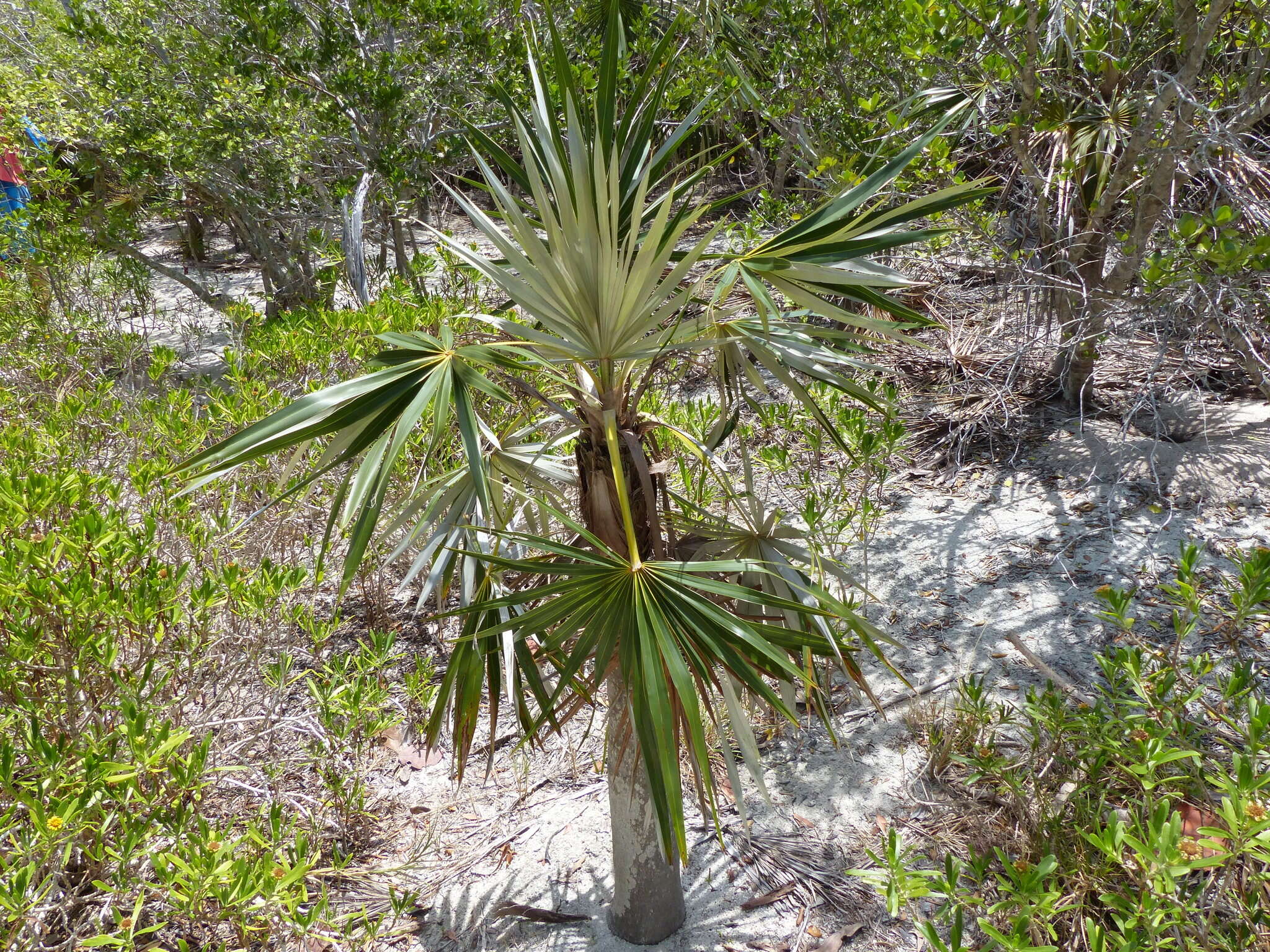 Image de Coccothrinax argentata (Jacq.) L. H. Bailey