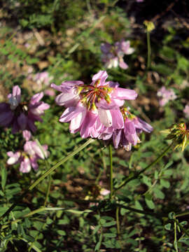 Image of crown vetch