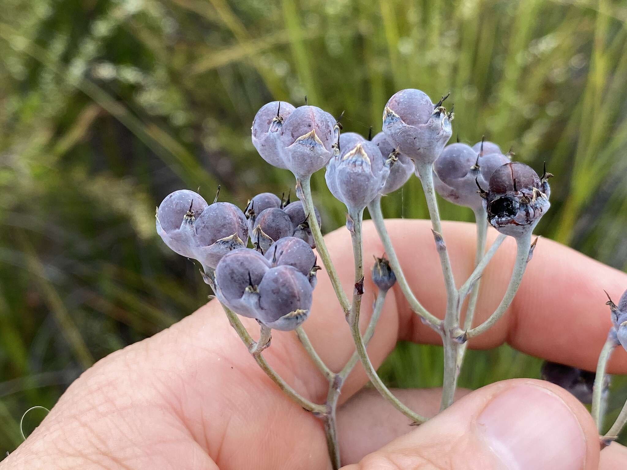 Image of Haemodorum tenuifolium A. Cunn. ex Benth.