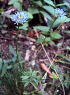 Image de jasione des montagnes