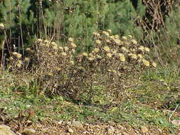 Image of carline thistle