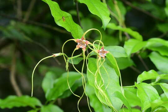 Слика од Strophanthus divaricatus (Lour.) Hook. & Arnott