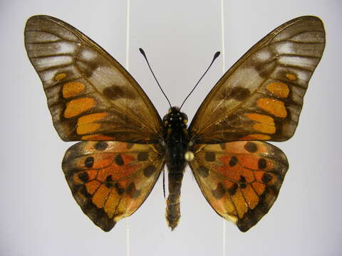 Image of Graphium ridleyanus (White 1843)