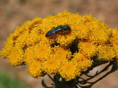 Image of <i>Trichodes aulicus</i>